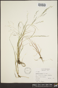 Eragrostis pilosa image