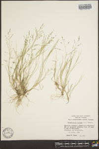 Eragrostis pilosa image