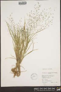 Eragrostis pilosa image