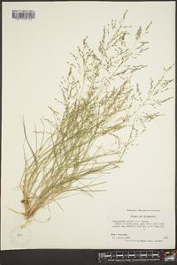 Eragrostis pilosa image