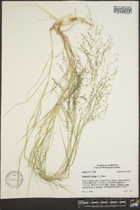 Eragrostis pilosa image