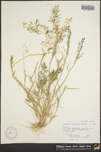 Eragrostis barrelieri image