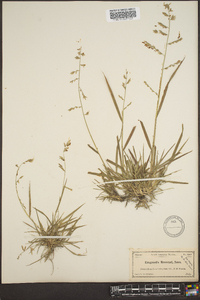 Eragrostis brownei image