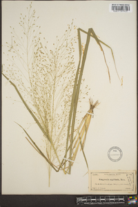 Eragrostis capillaris image