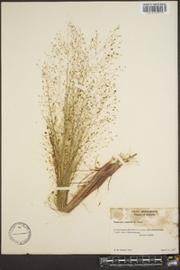 Eragrostis capillaris image