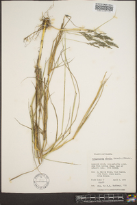 Eragrostis nutans image