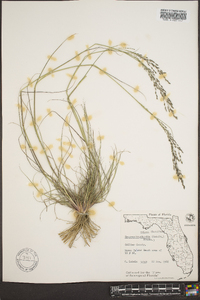 Eragrostis nutans image