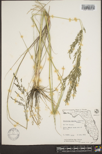 Eragrostis nutans image