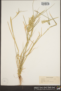 Eragrostis nutans image