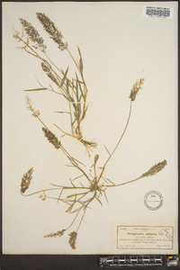 Eragrostis ciliaris image