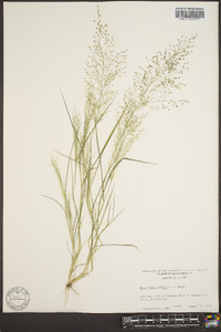 Eragrostis frankii image