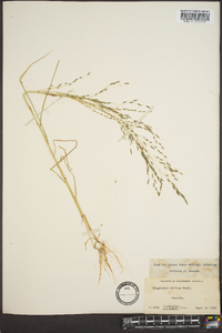 Eragrostis pectinacea var. pectinacea image