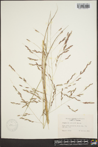 Eragrostis elliottii image