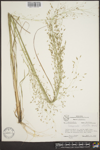 Eragrostis elliottii image