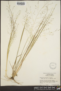 Eragrostis elliottii image