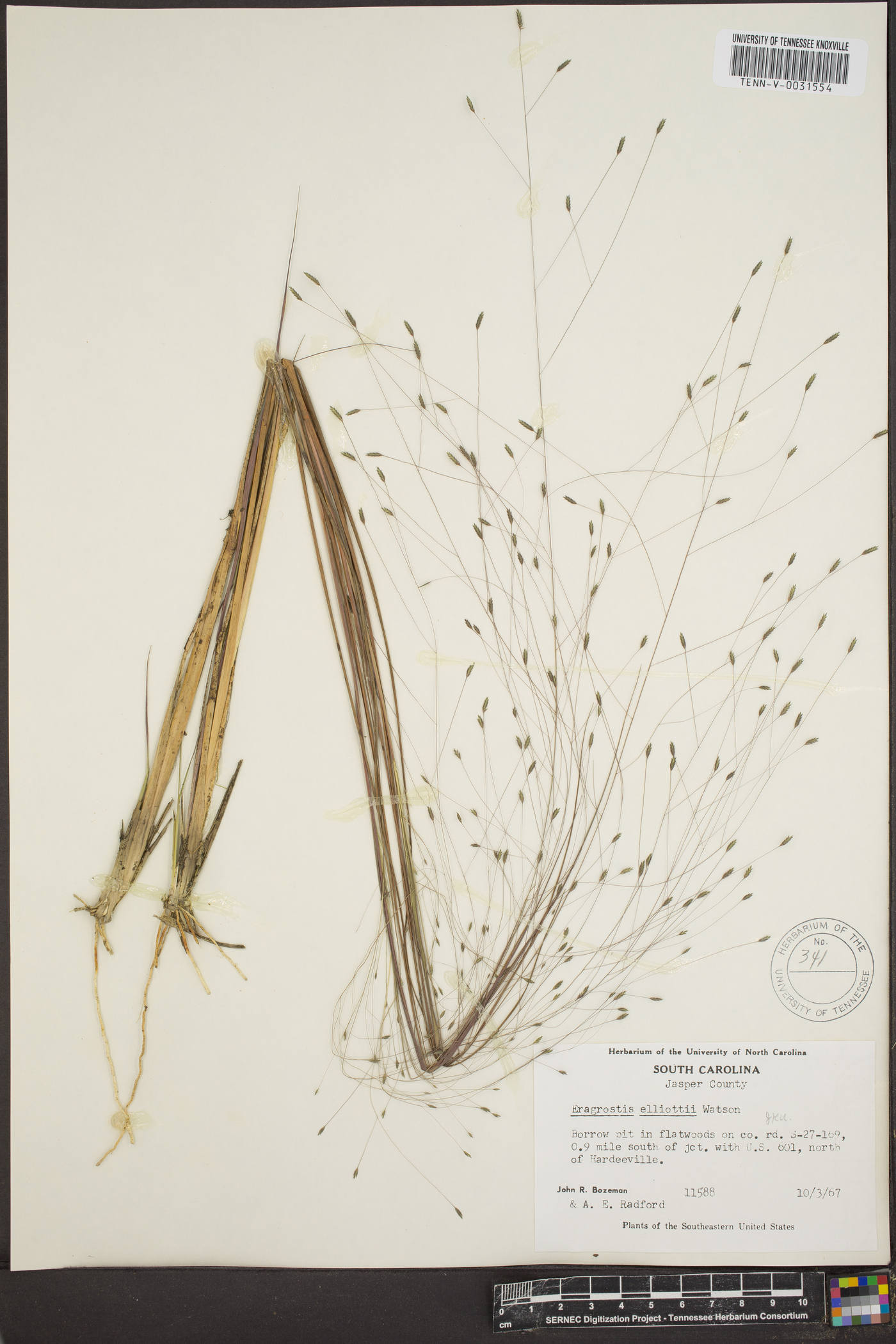 Eragrostis elliottii image