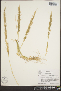 Eragrostis japonica image