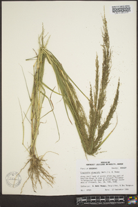 Eragrostis japonica image