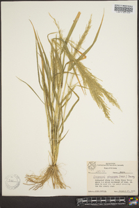 Eragrostis japonica image