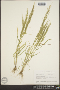 Eragrostis japonica image