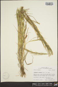 Eragrostis japonica image