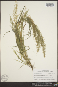 Eragrostis japonica image