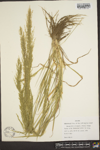 Eragrostis japonica image