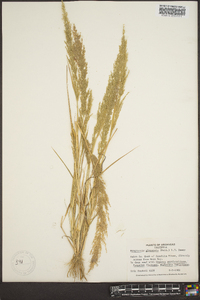 Eragrostis japonica image