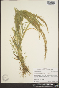 Eragrostis japonica image