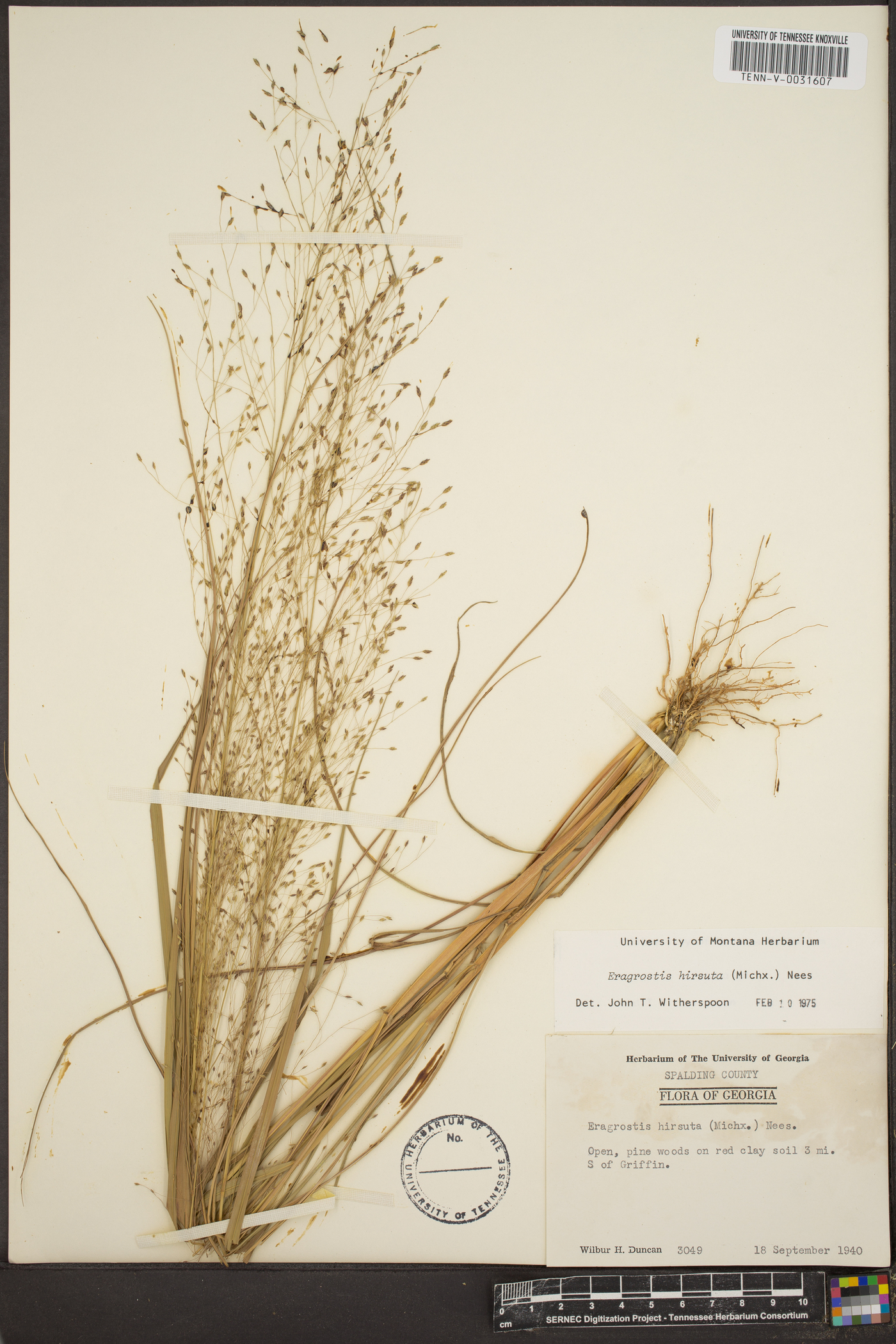 Eragrostis hirsuta image