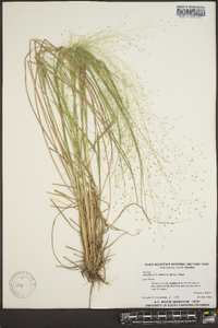 Eragrostis hirsuta image