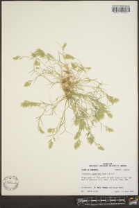 Eragrostis hypnoides image