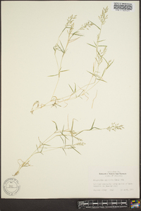 Eragrostis hypnoides image