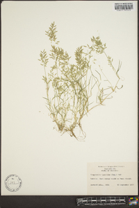 Eragrostis hypnoides image