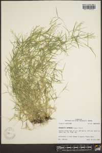 Eragrostis hypnoides image