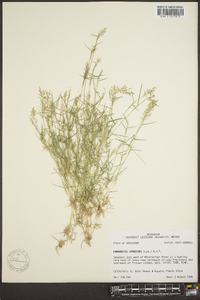 Eragrostis hypnoides image