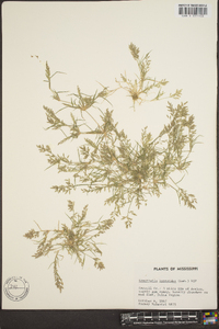 Eragrostis hypnoides image