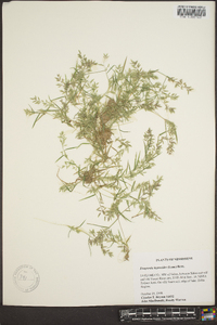 Eragrostis hypnoides image