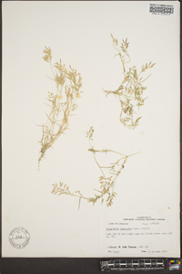 Eragrostis hypnoides image