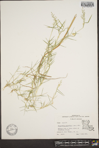 Eragrostis hypnoides image