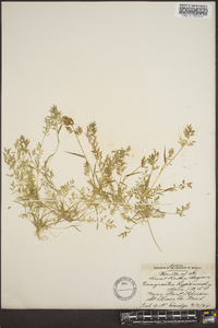 Eragrostis hypnoides image