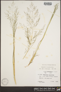 Eragrostis intermedia image