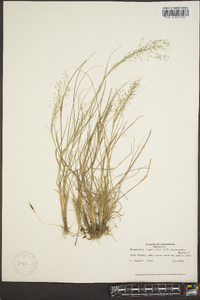 Eragrostis intermedia image