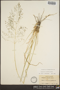 Eragrostis intermedia image