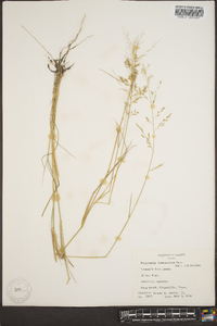 Eragrostis lehmanniana image