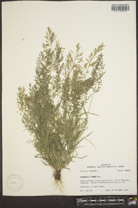 Eragrostis minor image