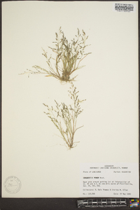 Eragrostis minor image