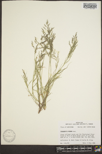 Eragrostis minor image