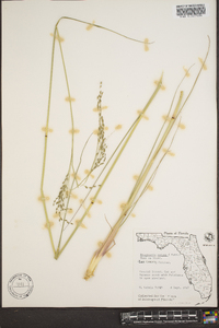 Eragrostis nutans image