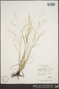 Eragrostis pilosa image